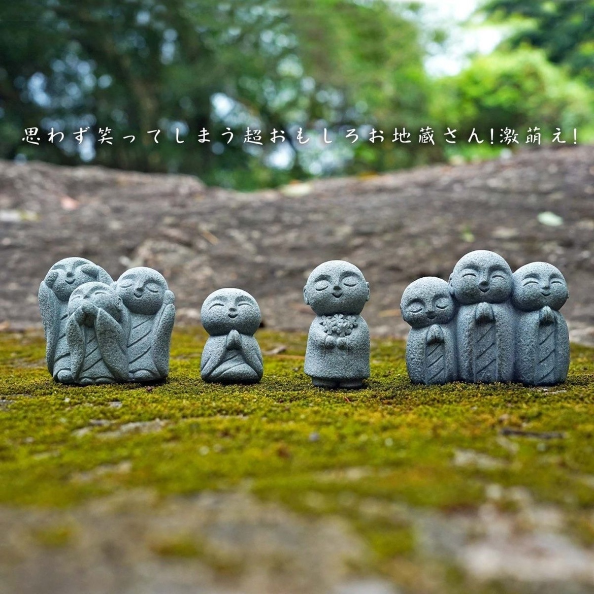 Cute Japanese Monk Kyoto Prefe - Aquarium Fish Japan 评论和价格