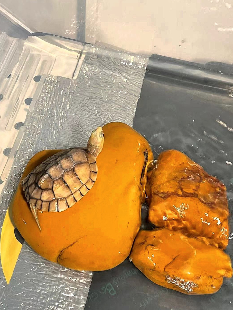 Natural Yellow Wax Stone Turtl - Aquarium Fish Yellow 评论和价格