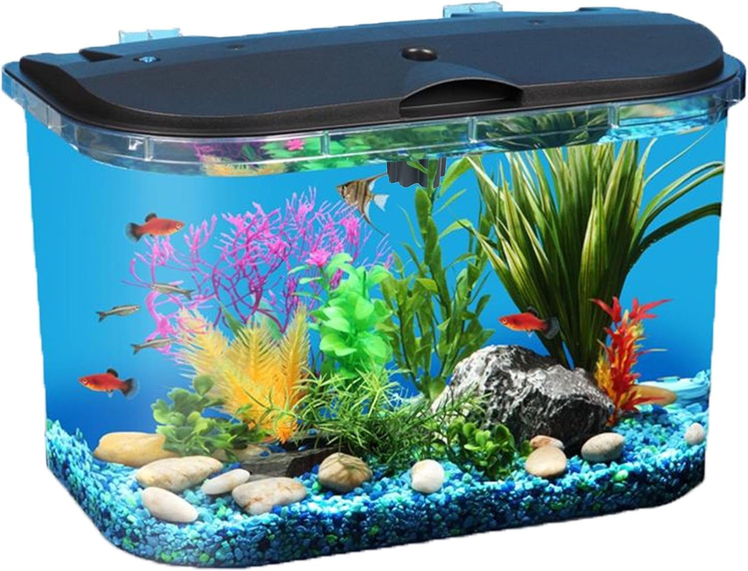 5-Gallon Aquarium Kit with LED - Aquarium Fish Variety 评论和价格